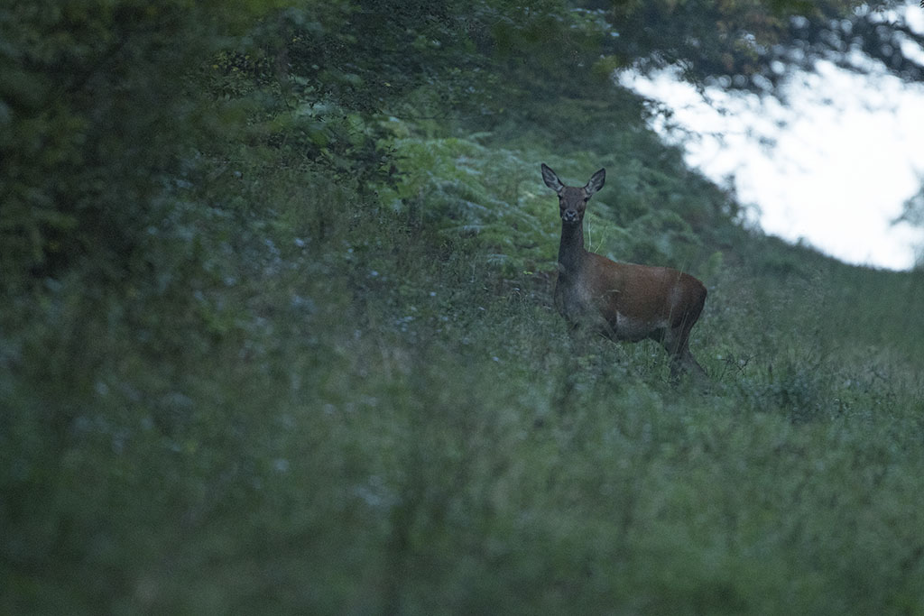 Dans la forêt + suite 2964999X2A4995