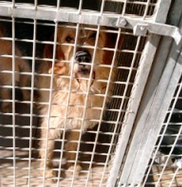 SCHWEPS - griffon 5 ans - Refuge de Beauregard (58) 296843schweps