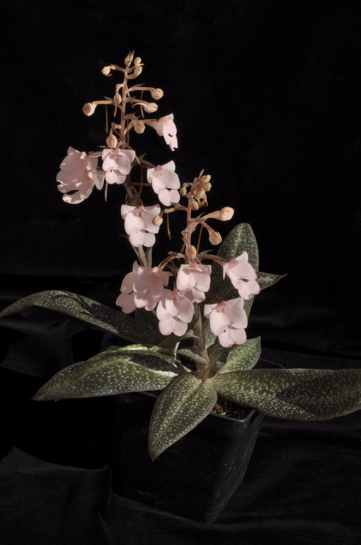 Habenaria carnea - Promesse de floraison 297212Habenariacarnea13