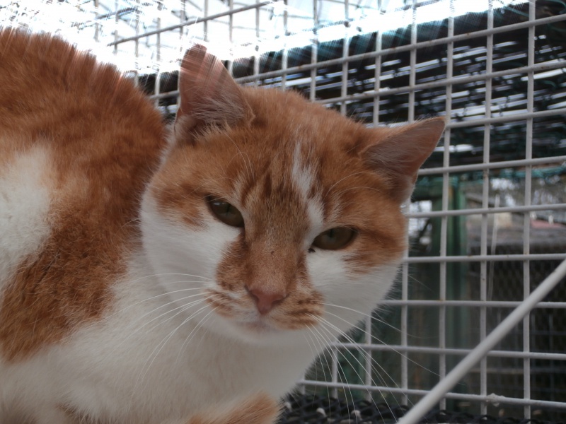 CIBOULETTE (européenne rousse et blanche) 302386PC313811