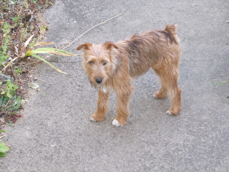 HABBY FOX TERRIER FEMELLE 11 MOIS LIMOGES 87 302421HABBY