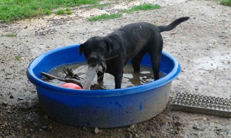 SAM (mâle croisé labrador identifié) réservé 30260820140713164457