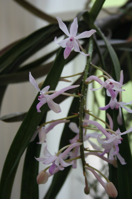 neofinetia falcata x rhynchostylis retusa 302785IMG9055