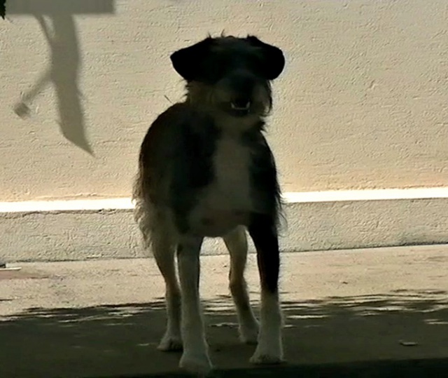 terrier - Trouvé petit croisé parson russell terrier/york dans le 81 303505vlcsnap2012081411h04m34s14