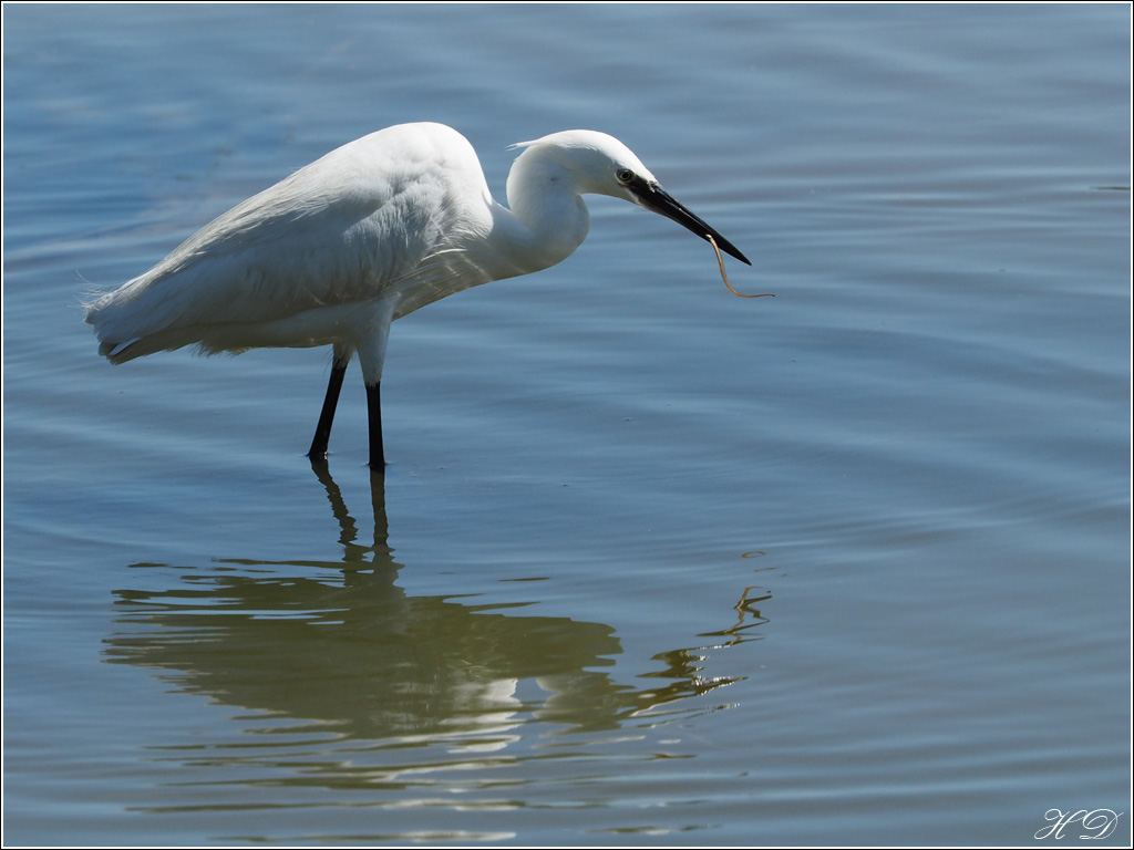 Quand l'aigrette pêche + ajouts 303981P6251762si