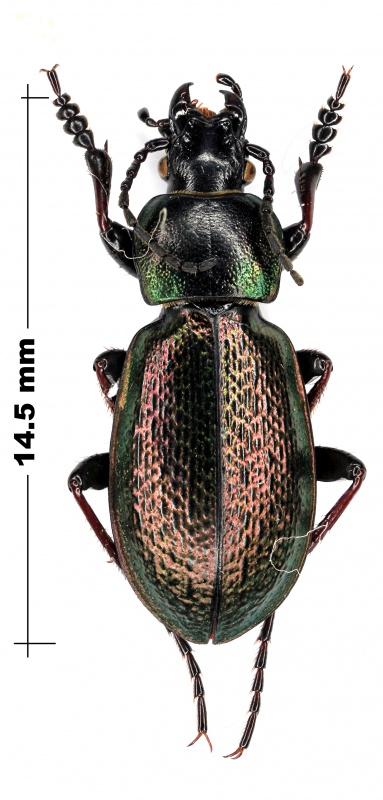 [C.(Semnocarabus) transiliensis] Carabus Kirgize 304940Carabusspcopie