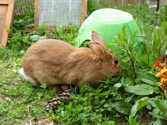 Zimt, lapine fauve de bourgogne, Refuge FREE (Adoptée) 305388P1040432