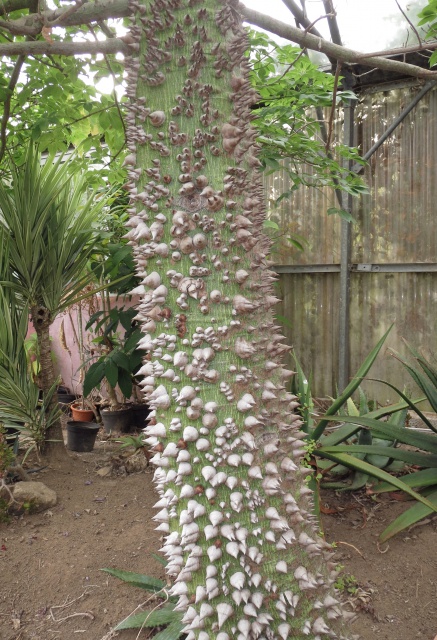 Le beau tronc de mon Chorisia speciosa  - Page 2 305705roscoff084