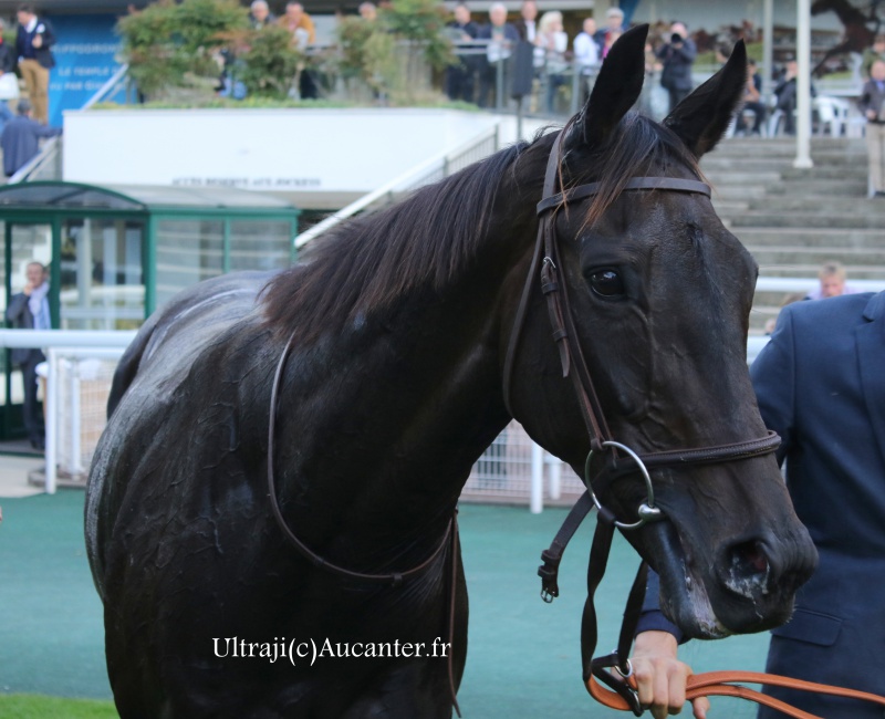 Photos Auteuil 9-10-2016 3058545J6A7929