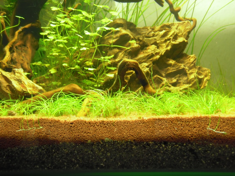 Mon Scaper's Tank 50L Aquascaping - Page 4 306219P2200081