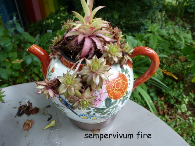 étoile - jardingue 307421179106sempervivumfire1405865232