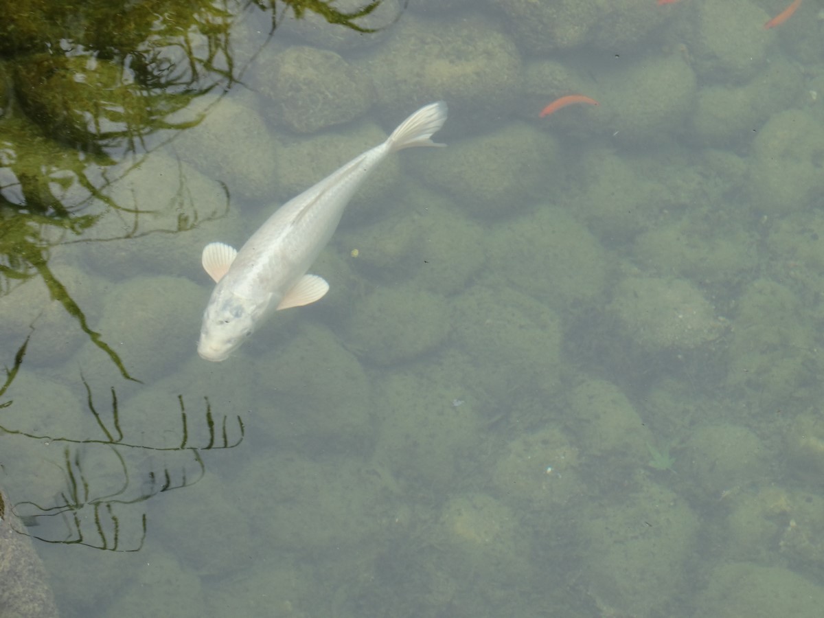 [Ouvert] Animaux divers. - Page 18 307758114Copier