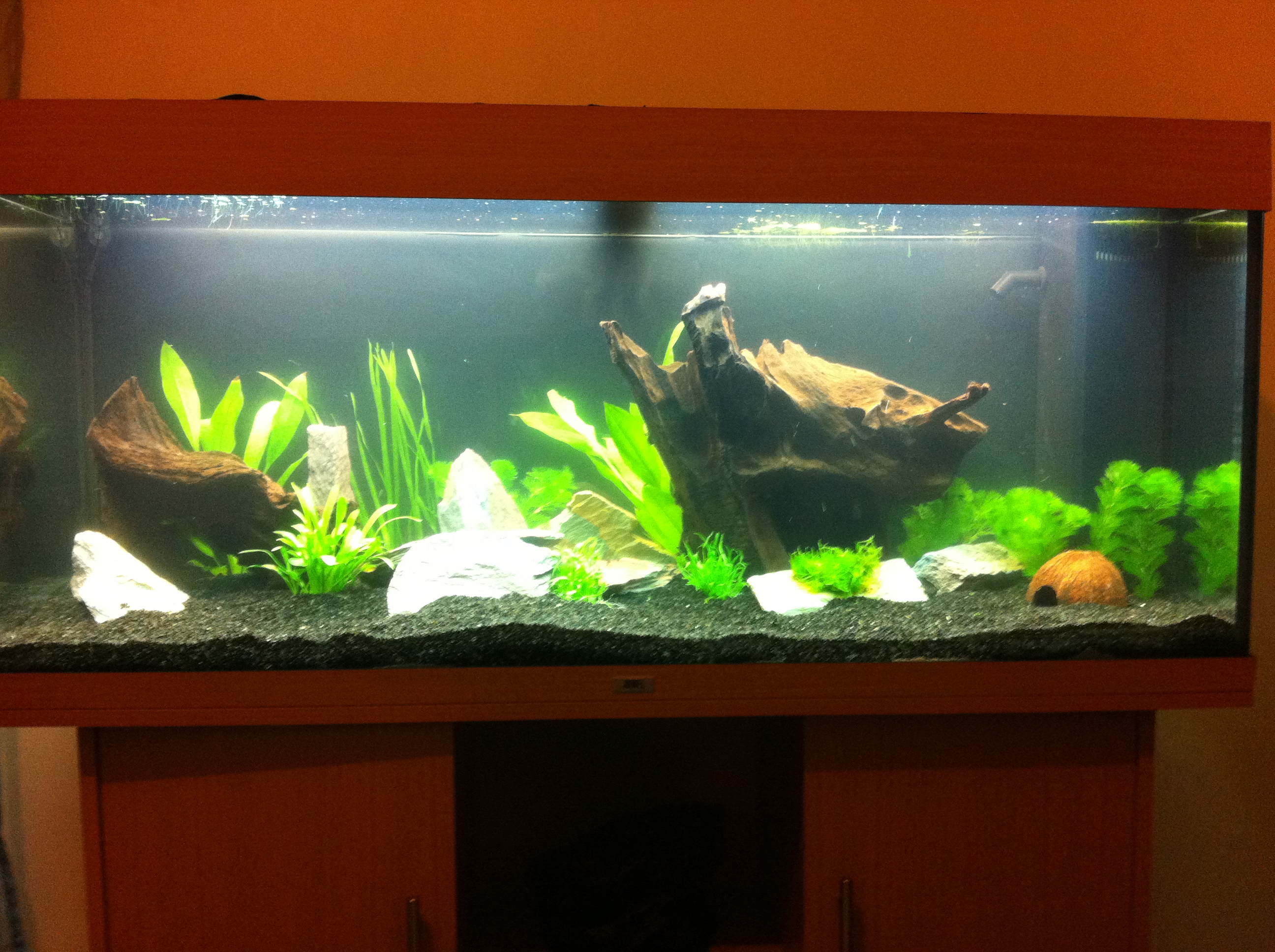 Mon nouvel aquarium 308189IPHONE080