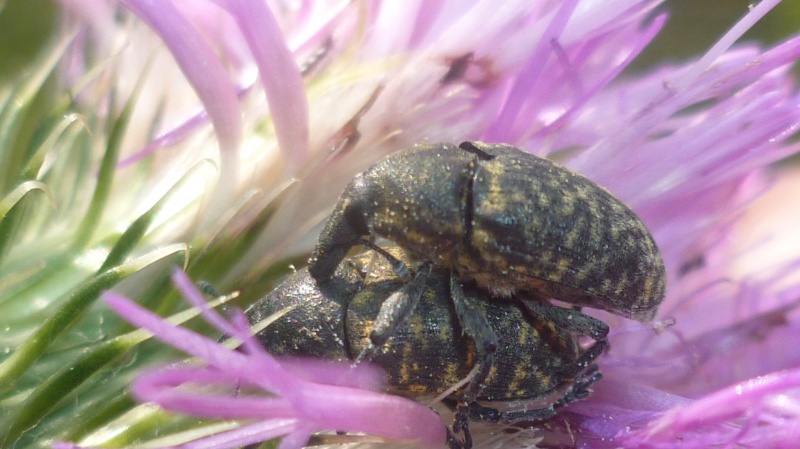 [Larinus sp.] Othiorhynque  309352P1040935