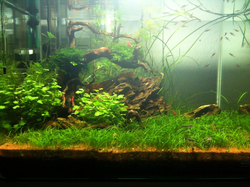 Mon Scaper's Tank 50L Aquascaping - Page 7 309387IMG0448