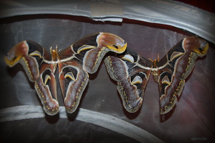 Archaeoattacus edwardsii - Page 7 309918coupleDSC7880