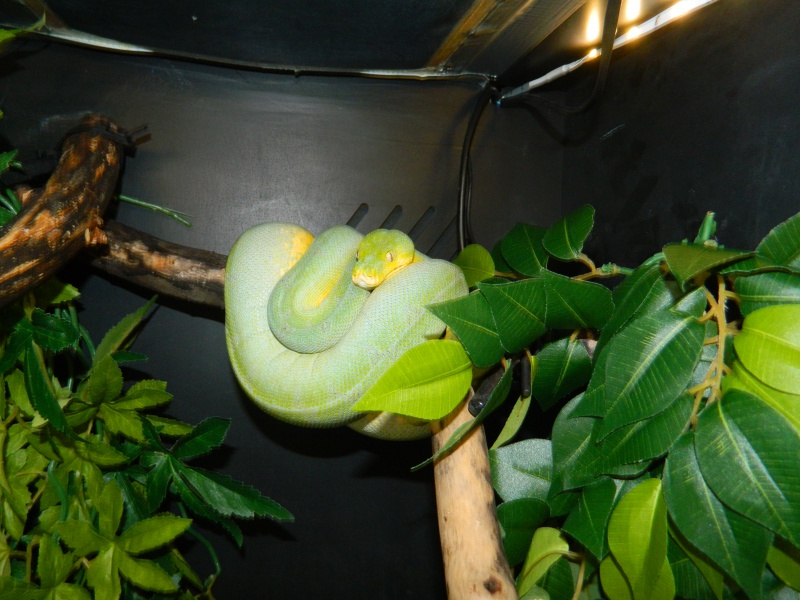 Ma petite Sorong 310263Nagini1