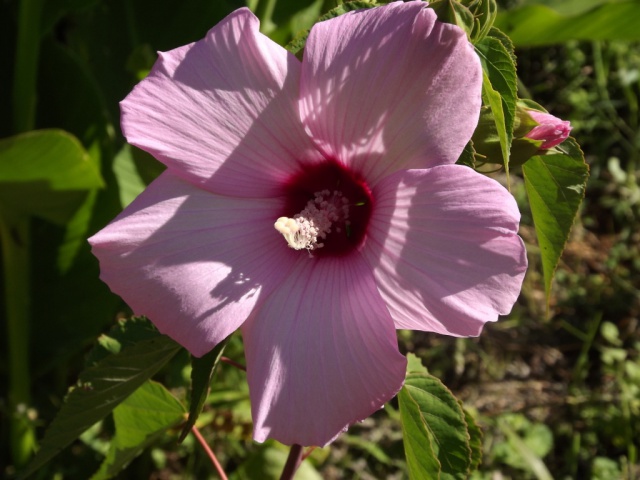 hibiscus - Hibiscus des marais rustiques - sujet général - Page 2 311035DSCF38971024x768