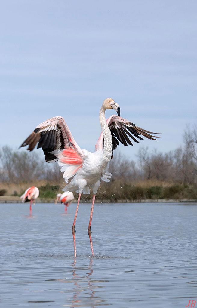 Parc ornithologique du pont de Gau  - Page 4 311115DSC015051024