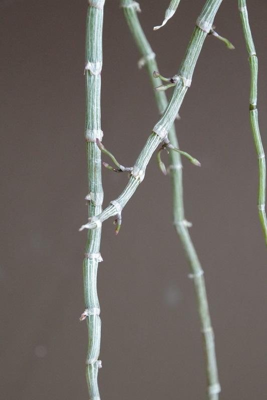 interrogation sur Dendrobium aphyllum 312673aphyllum02