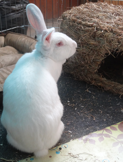 [ADOPTEE] ALTHEA, lapine de laboratoire 313020puce1