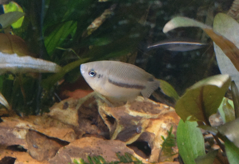 Gourami miel Trichogaster chuna 315937Gouramifemelle3