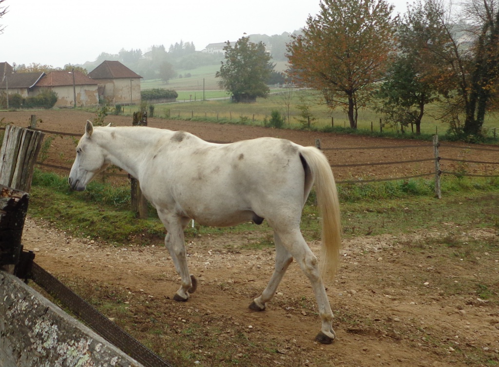  OROUK DE PREJEURIN, hongre arabe-barbe 17,19% 316450DSC059921