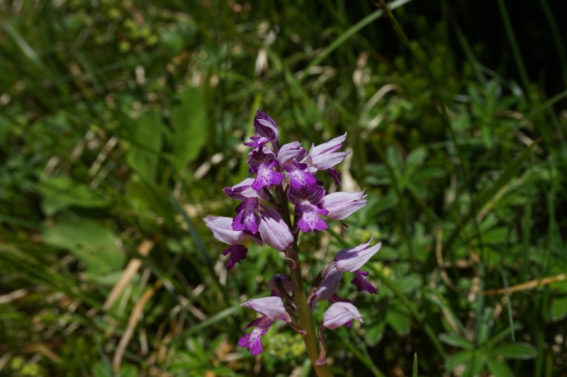 pas de carni mais de jolies plantes alpines ! 316559DSC03384