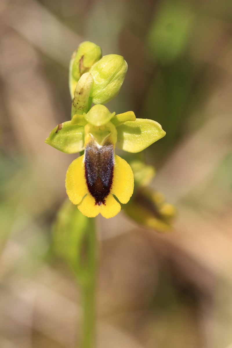 Ophrys (Pseudophrys) lutea ( Ophrys jaune ) 316650MG1066