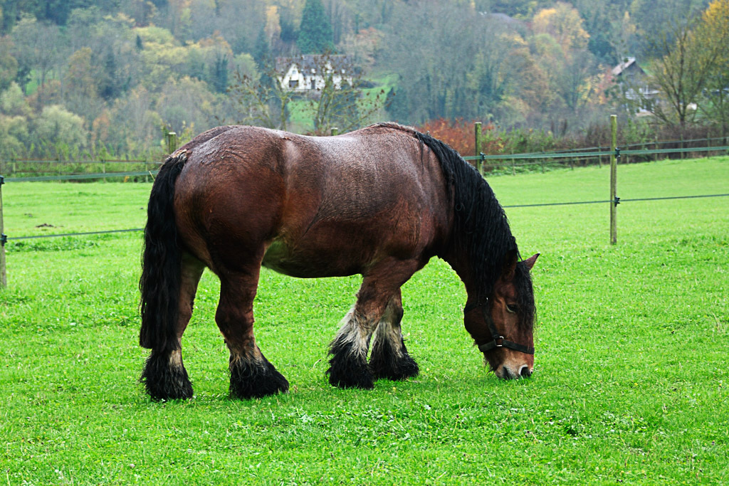 [Fil - Ouvert ] Chevaux - Page 5 317040DSC80111797