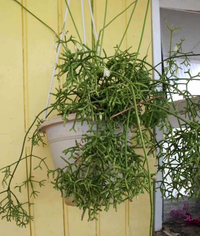 Rhipsalis et Hatiora salicornioides 317709rhipsalis