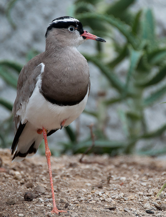 Sortie au Zoo d'Olmen (à côté de Hasselt) le samedi 14 juillet : Les photos - Page 2 317965CRI4749