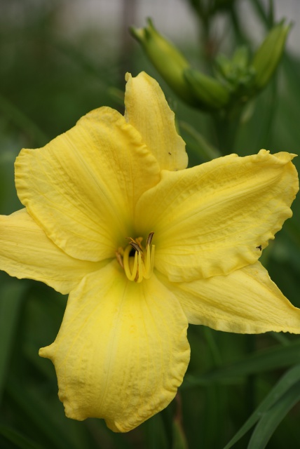 Hemerocallis - des variétés - Page 5 317981006