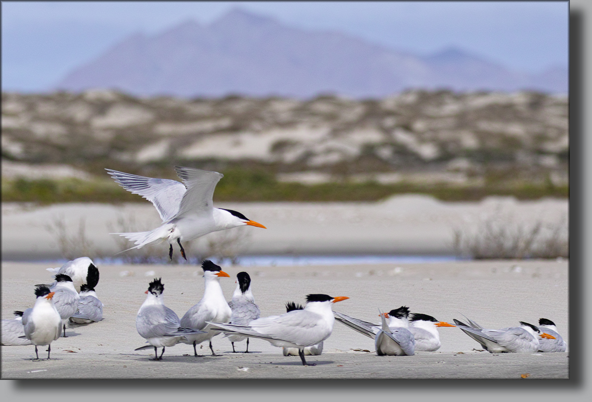 BAJA CALIFORNIA, j'ai caressé des baleines ... - Page 5 318088201702280089