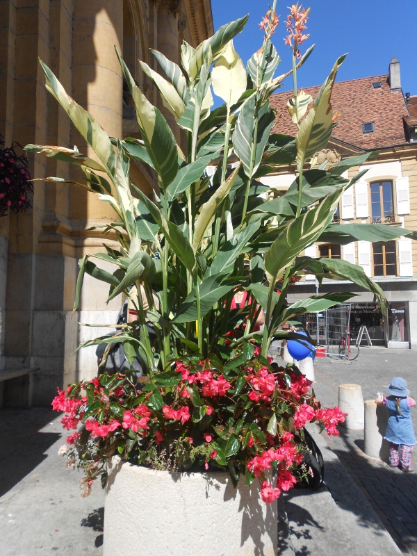 Plante des vosges -plante identifiée->Cana 'Stuttgart'  318865DSCN1553