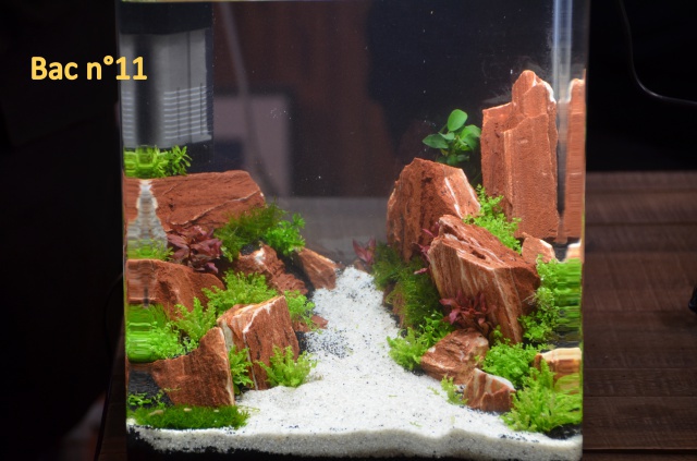 Concours d'aquascaping chez Le Lann le 10 et 11 novembre - Page 3 319002MAT5362