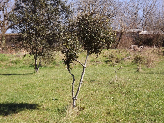 Quercus ilex - chêne vert 319333DSCF5014