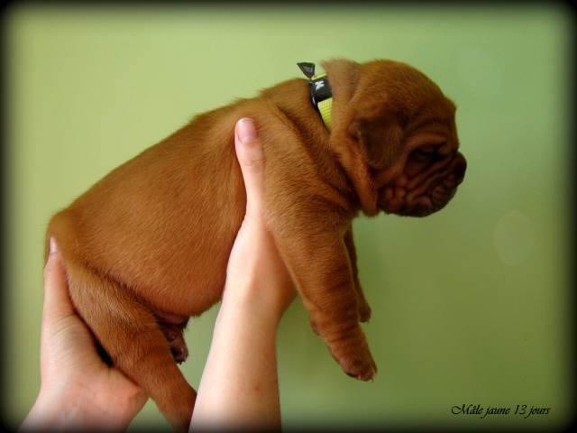 dogue - Chili Des Pas de Tacite X Honey bear De l'Aube Rouge (Dogue de Bordeaux) 319851DSC03303