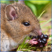 Animaux et végétaux de la Rivière 320916Souris