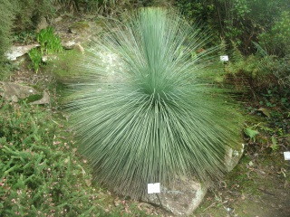 Le vallon du Stangalard, conservatoire botanique de Brest. 321444GEDC0600