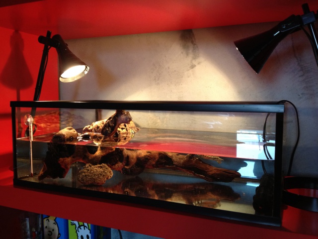 Présentation de mon aquarium pour mes 2 tortues :) 322581IMG0781