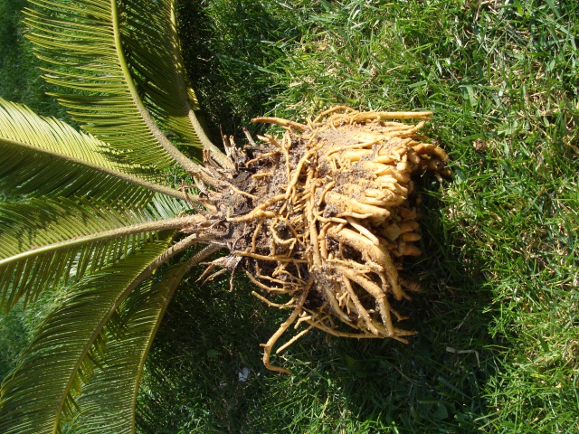 cycas 325299DSC04447