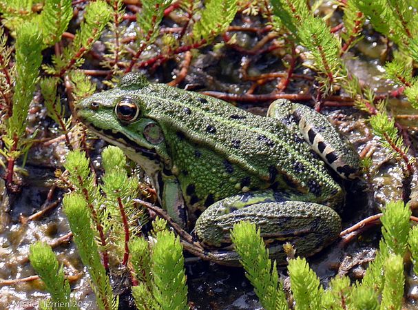 [Pelophylax sp.] Identification grenouille d'une mare à myriophylle 327625P1390465niv