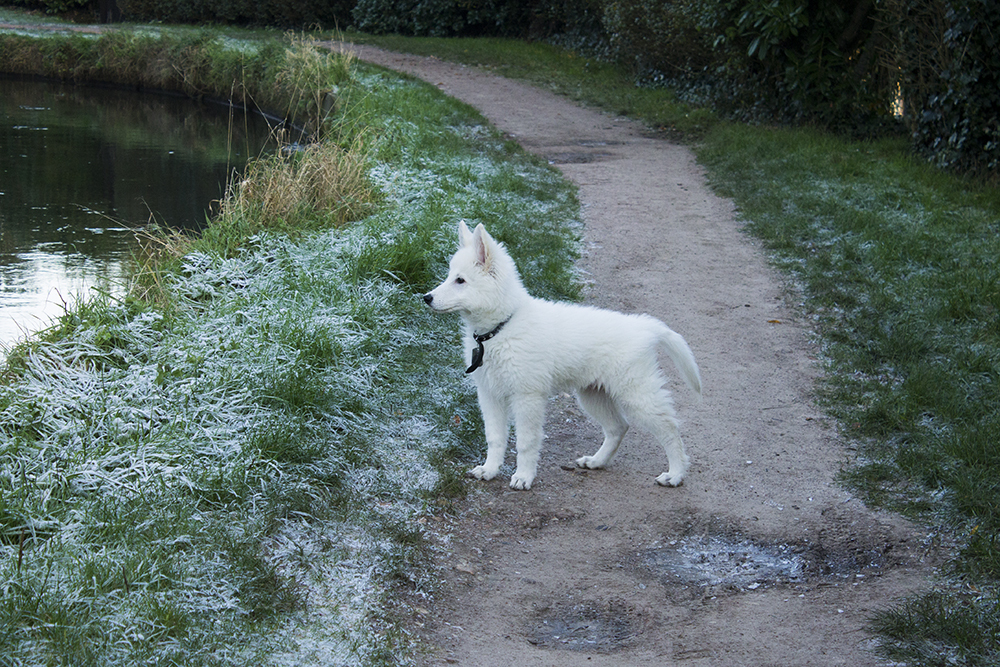 Loki, le loup blanc mi viking mi suisse - Page 13 331950loki2