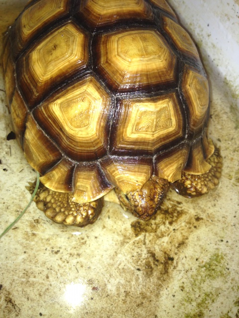 Photo de mes tortues au bain (ET JOYEUX NOEL) 333292IMG8232