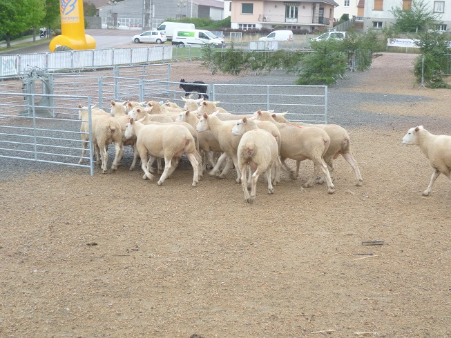 Fête du charolais au "Sauillieu" Saulieu 333498onrentre