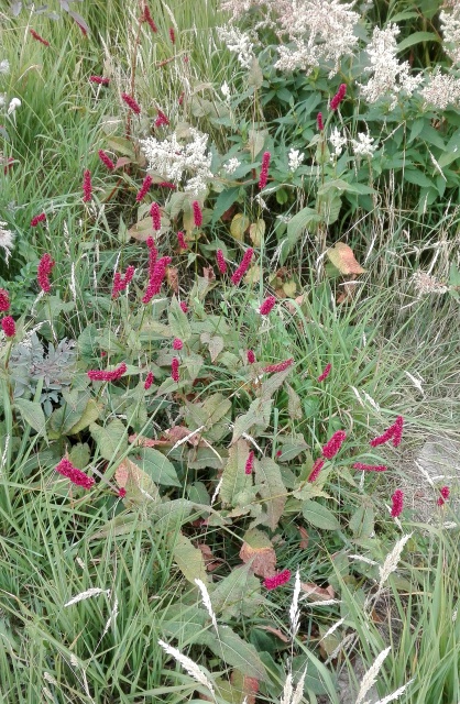 Veronica spicata - véronique en épi 333876IMG20170801143448