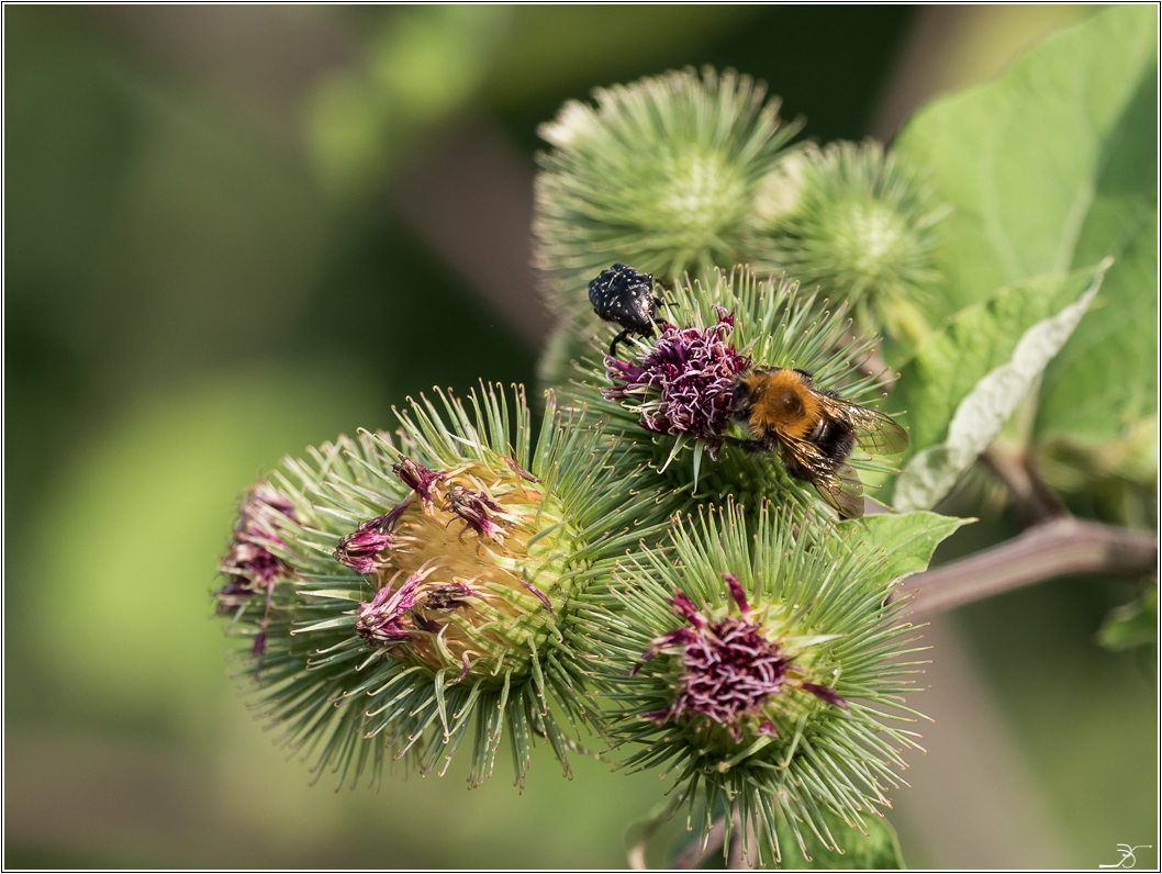 Insectes volants 334351LR6P1650770