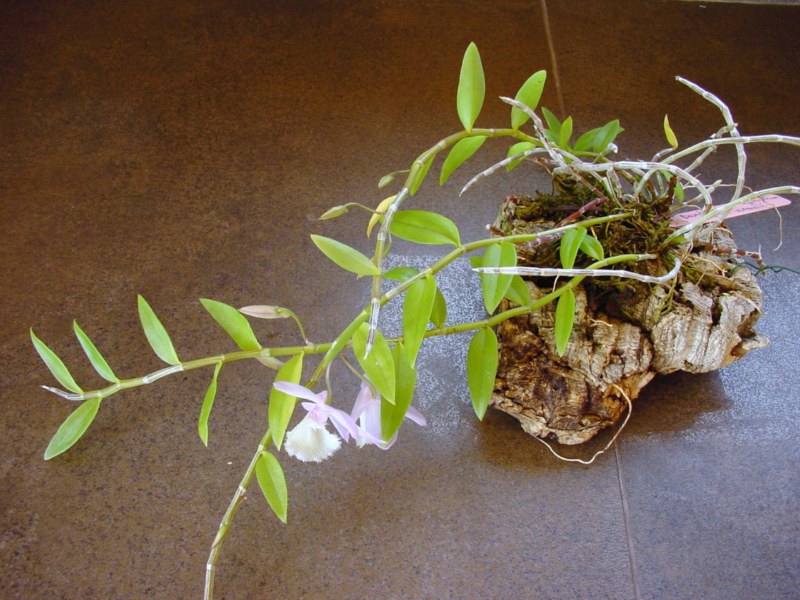 Dendrobium aphyllum ( cuculatum ) 336862DSC05729800x600