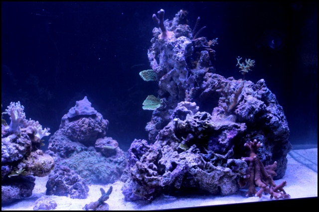 Micro Reef 120L 337109IMG0150